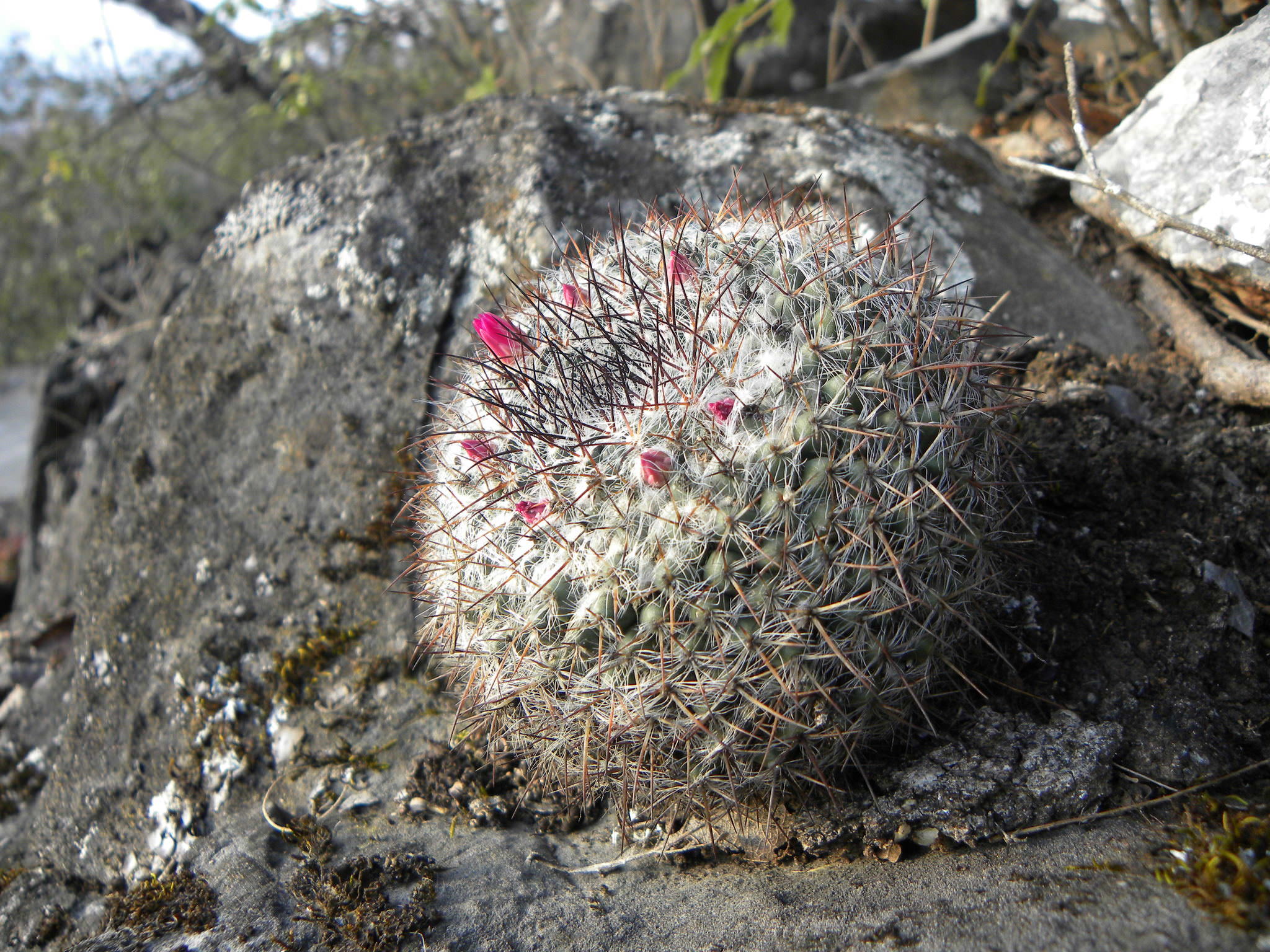 Mammillaria hahniana woodsii